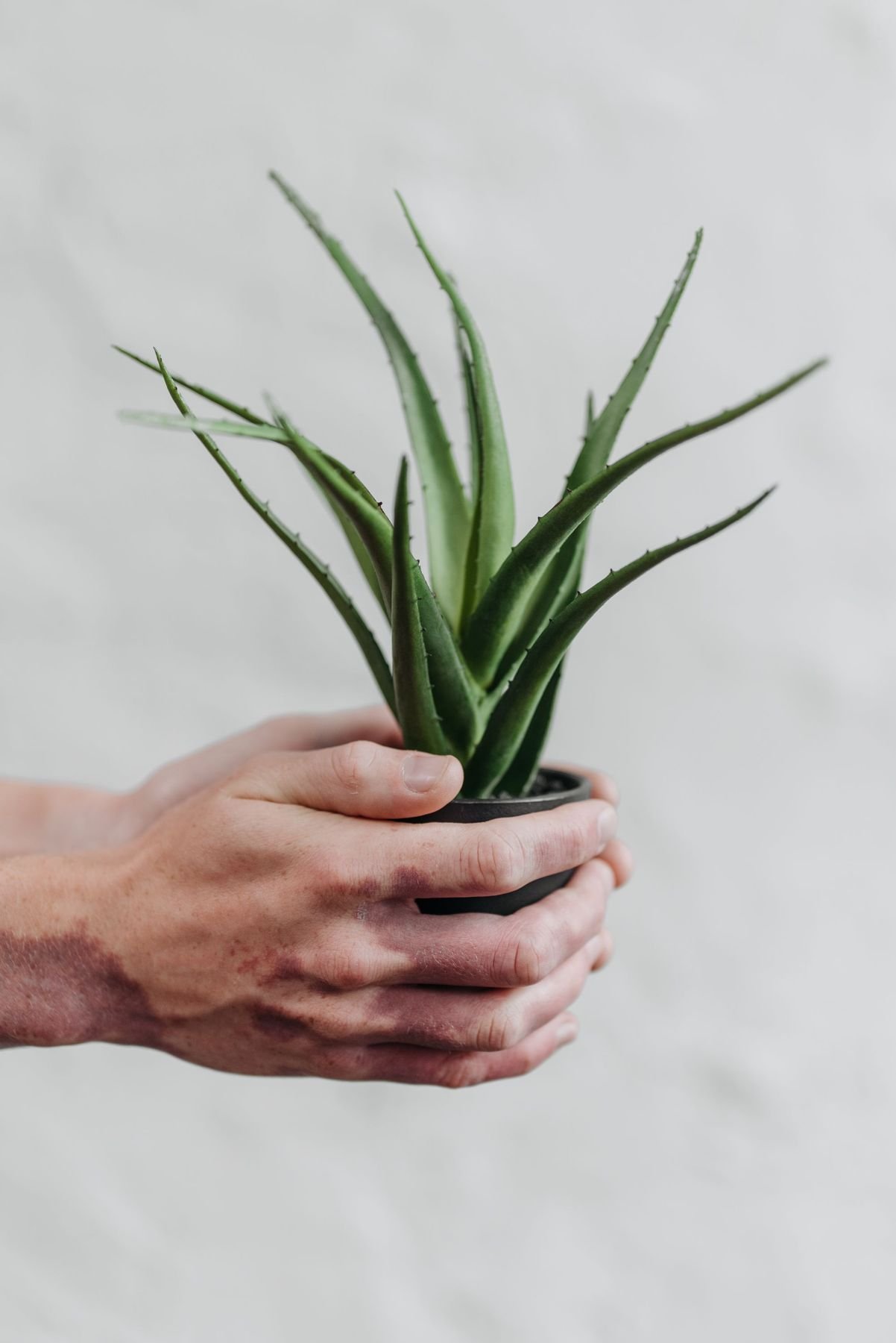 Des mains tiennent un plant d'aloe vera en pot